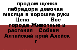 продам щенка лабрадора девочка 2 месяца в хорошие руки › Цена ­ 8 000 - Все города Животные и растения » Собаки   . Алтайский край,Алейск г.